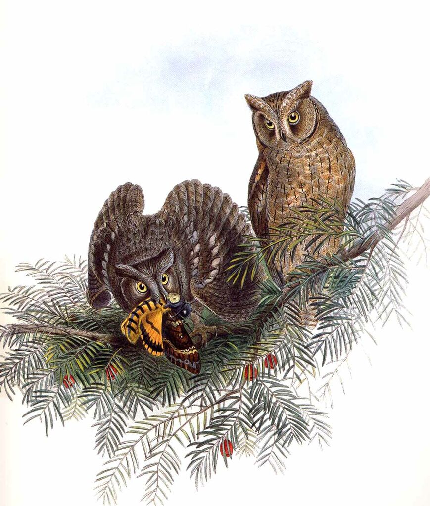 Petit-duc scops