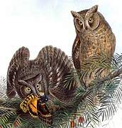 Eurasian Scops Owl