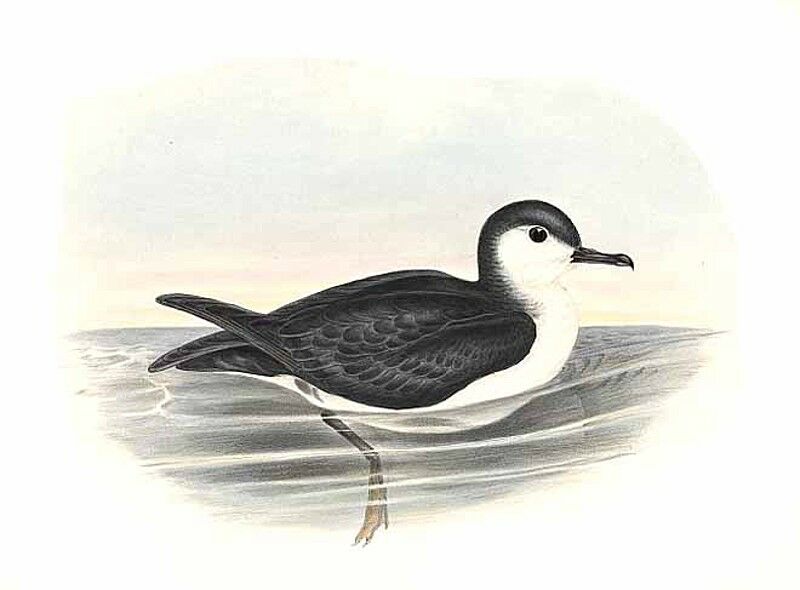 Little Shearwater