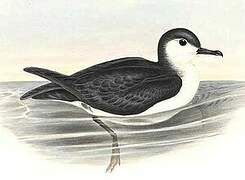 Little Shearwater