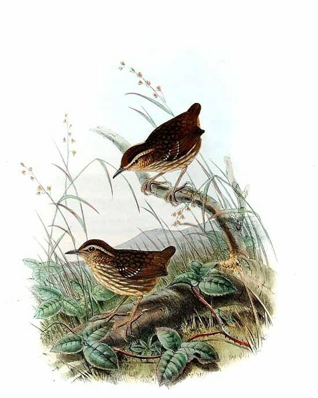 Eyebrowed Wren-Babbler