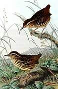 Eyebrowed Wren-Babbler