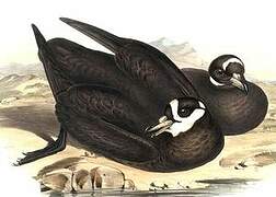 Spectacled Petrel