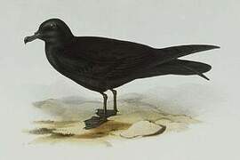 Bulwer's Petrel