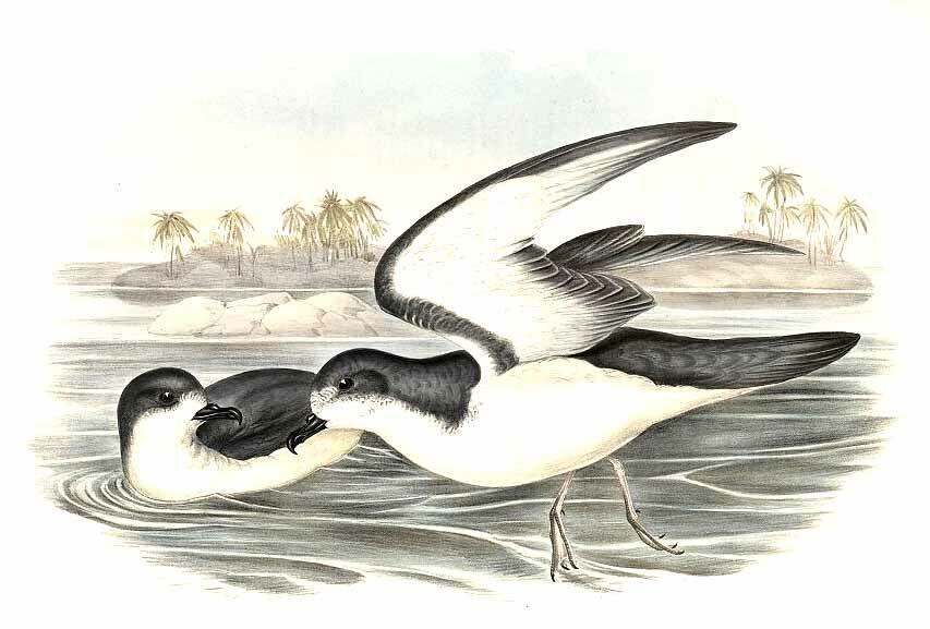 Cook's Petrel