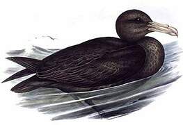 Southern Giant Petrel