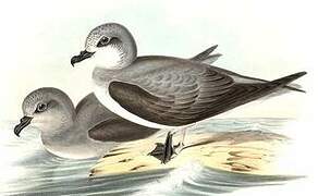 Soft-plumaged Petrel