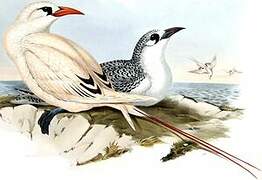 Red-tailed Tropicbird