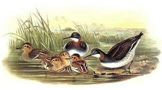 Red-necked Phalarope