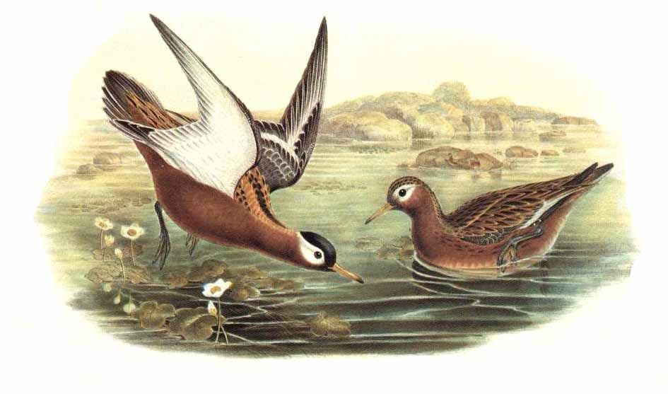 Red Phalarope