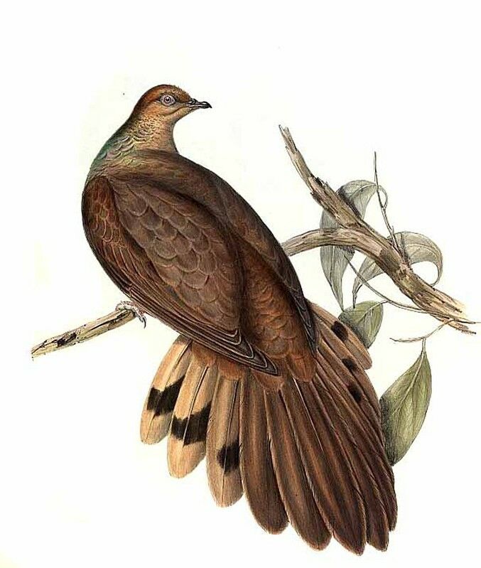 Brown Cuckoo-Dove