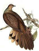 Brown Cuckoo-Dove