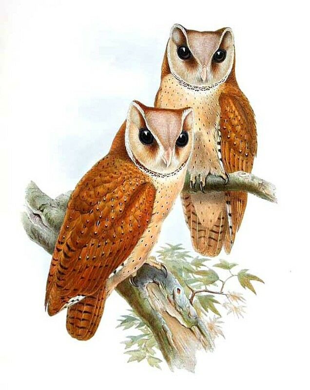 Oriental Bay Owl