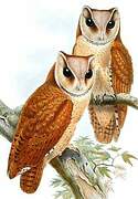 Oriental Bay Owl