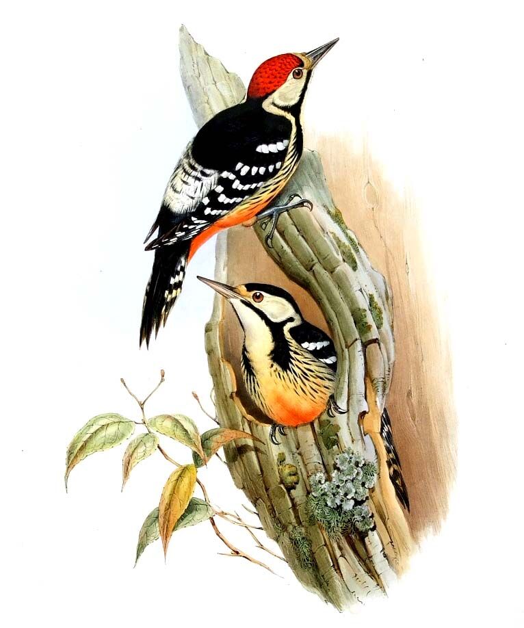 White-backed Woodpecker