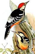 White-backed Woodpecker