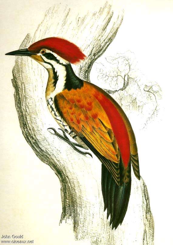 Common Flameback male adult