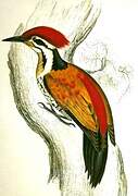 Common Flameback