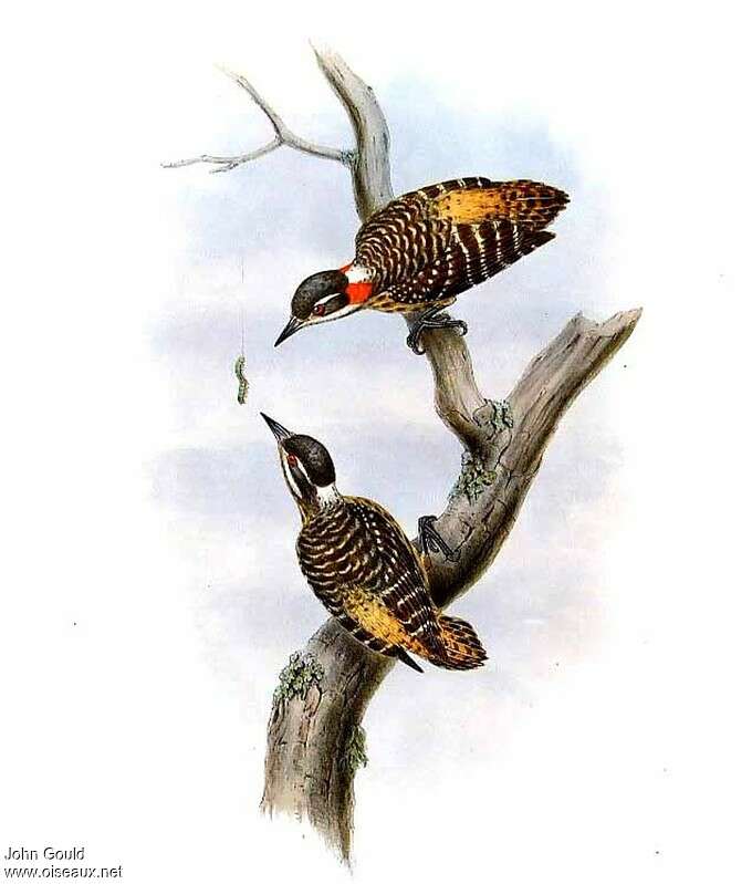 Sulawesi Pygmy Woodpecker