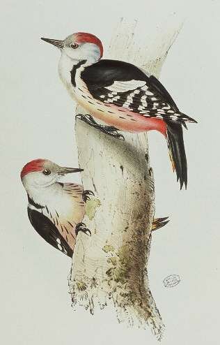 Middle Spotted Woodpecker