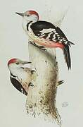 Middle Spotted Woodpecker