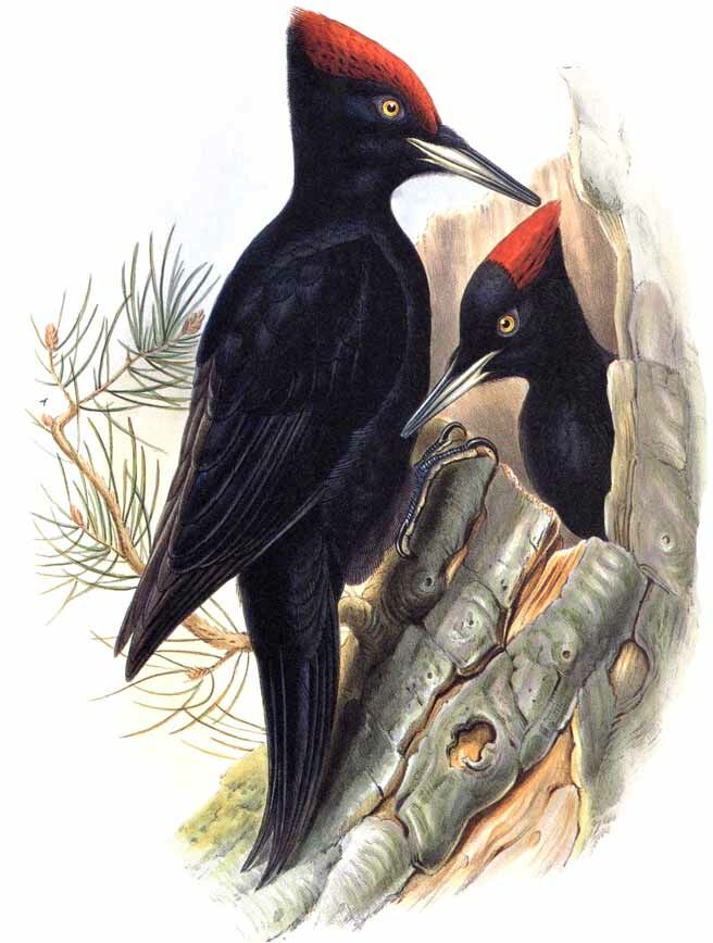 Black Woodpecker