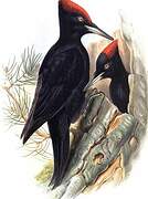 Black Woodpecker