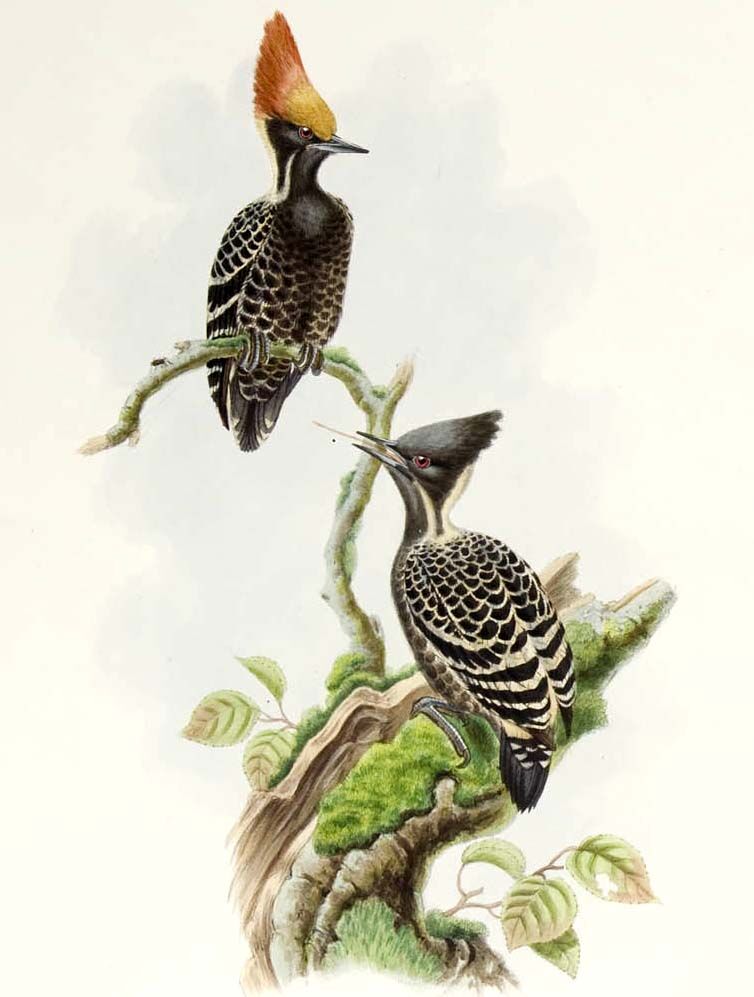 Grey-and-buff Woodpecker