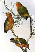 Rufous Piculet