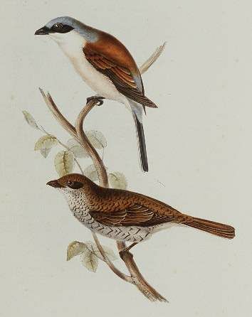 Red-backed Shrike