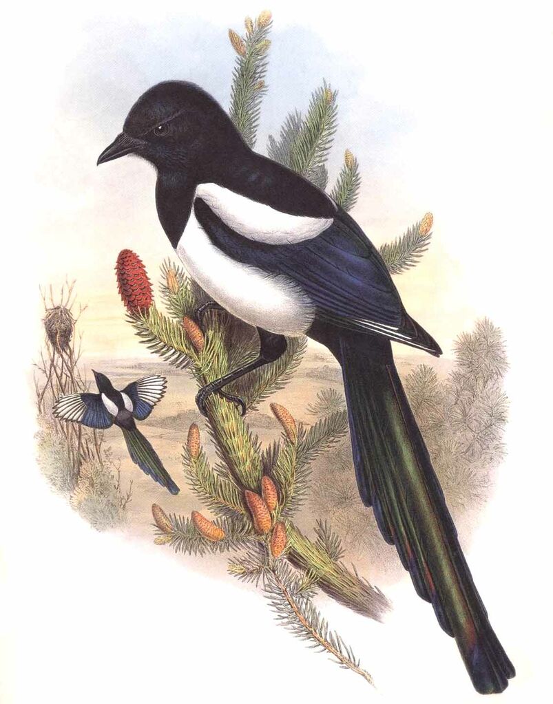 Eurasian Magpie