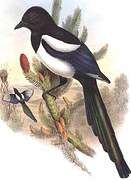 Eurasian Magpie