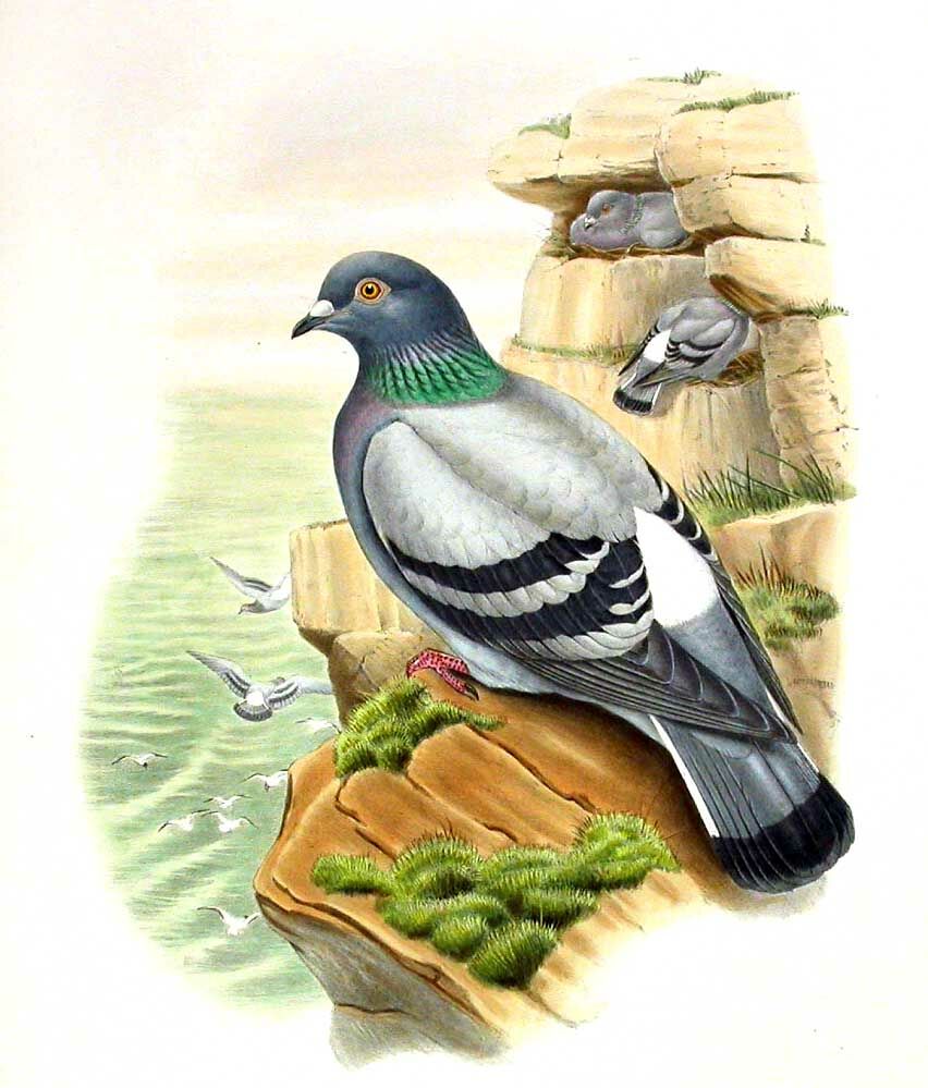 Rock Dove