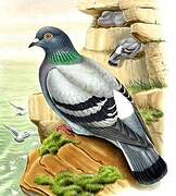 Rock Dove