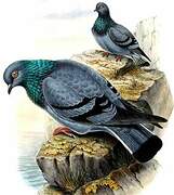 Rock Dove