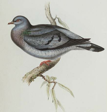 Stock Dove