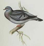 Stock Dove