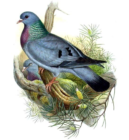 Pigeon colombin