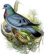 Pigeon colombin