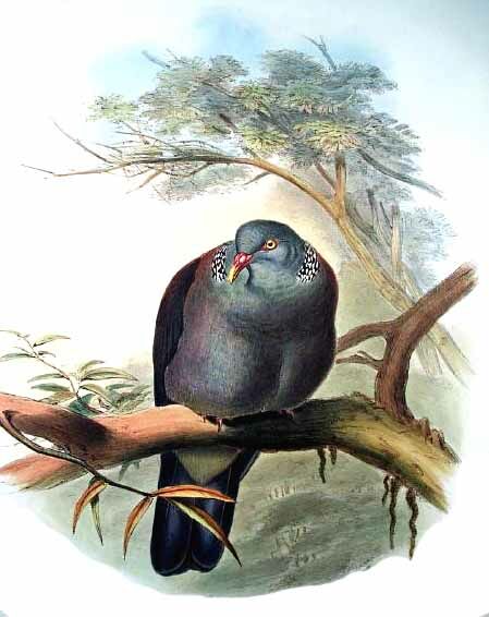 Nilgiri Wood Pigeon