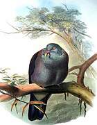 Nilgiri Wood Pigeon