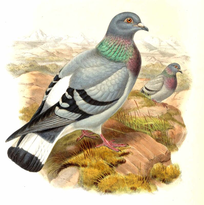 Hill Pigeon