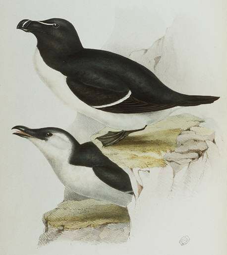 Razorbill