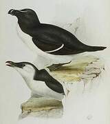 Razorbill