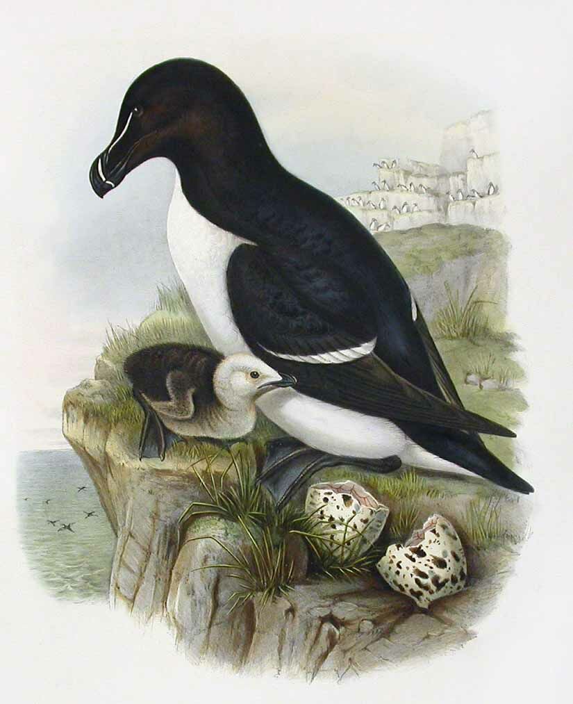 Razorbill