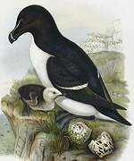 Razorbill