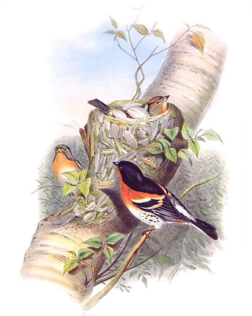 Brambling