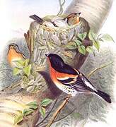 Brambling