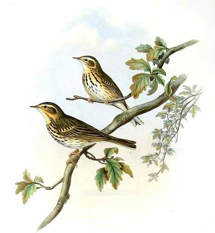 Pipit à dos olive