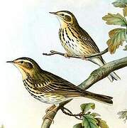 Olive-backed Pipit